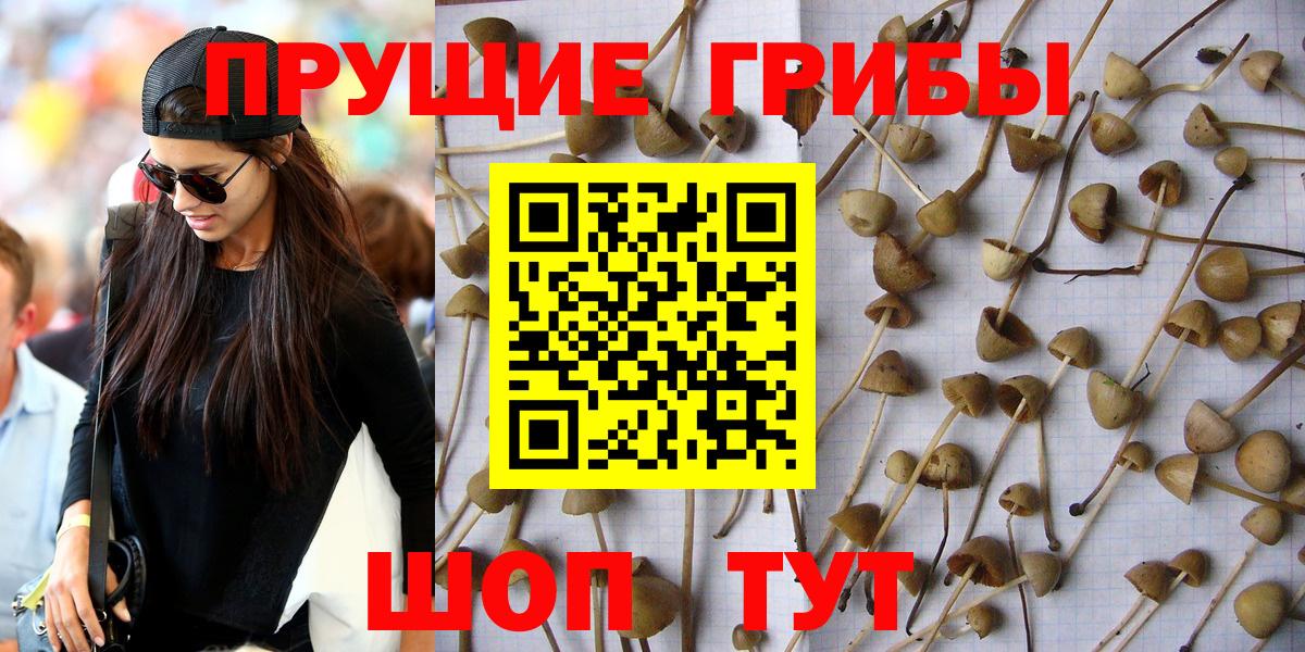 Тавда  Галлюциногенные грибы прущие грибы  Вход с VPN 