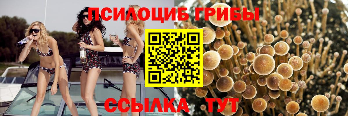 Галлюциногенные грибы GOLDEN TEACHER Тавда